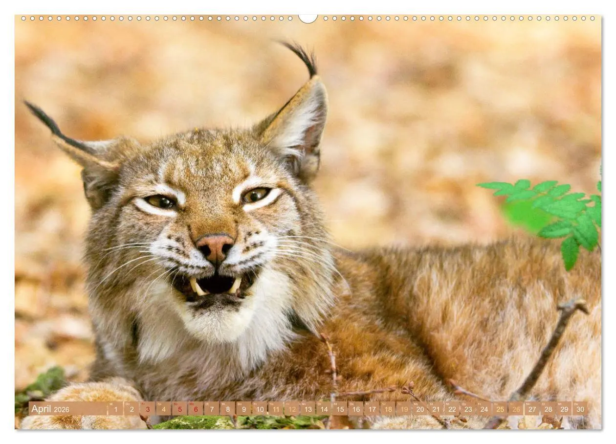 Bild: 9783457943267 | Dem Luchs auf der Spur (hochwertiger Premium Wandkalender 2026 DIN...
