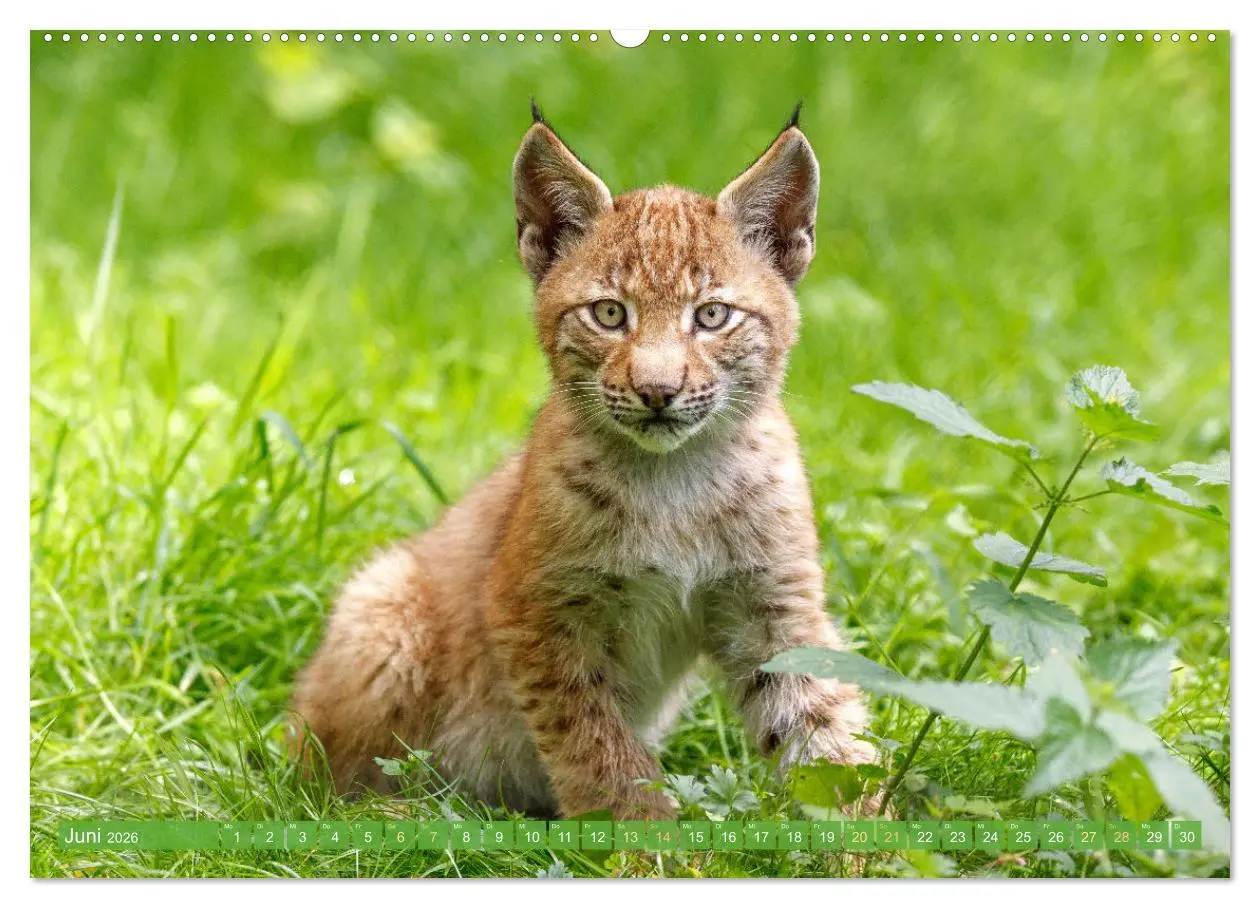 Bild: 9783457943267 | Dem Luchs auf der Spur (hochwertiger Premium Wandkalender 2026 DIN...