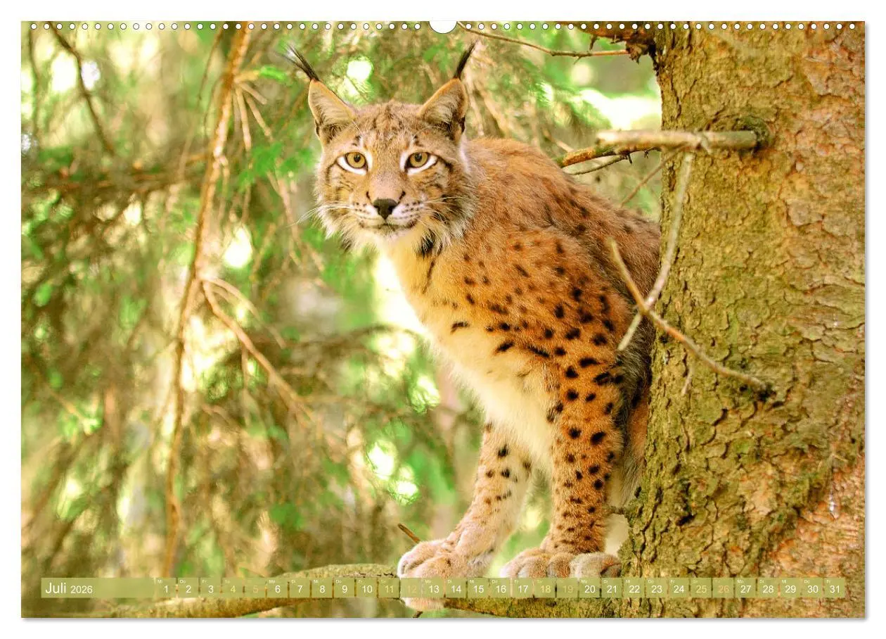 Bild: 9783457943267 | Dem Luchs auf der Spur (hochwertiger Premium Wandkalender 2026 DIN...