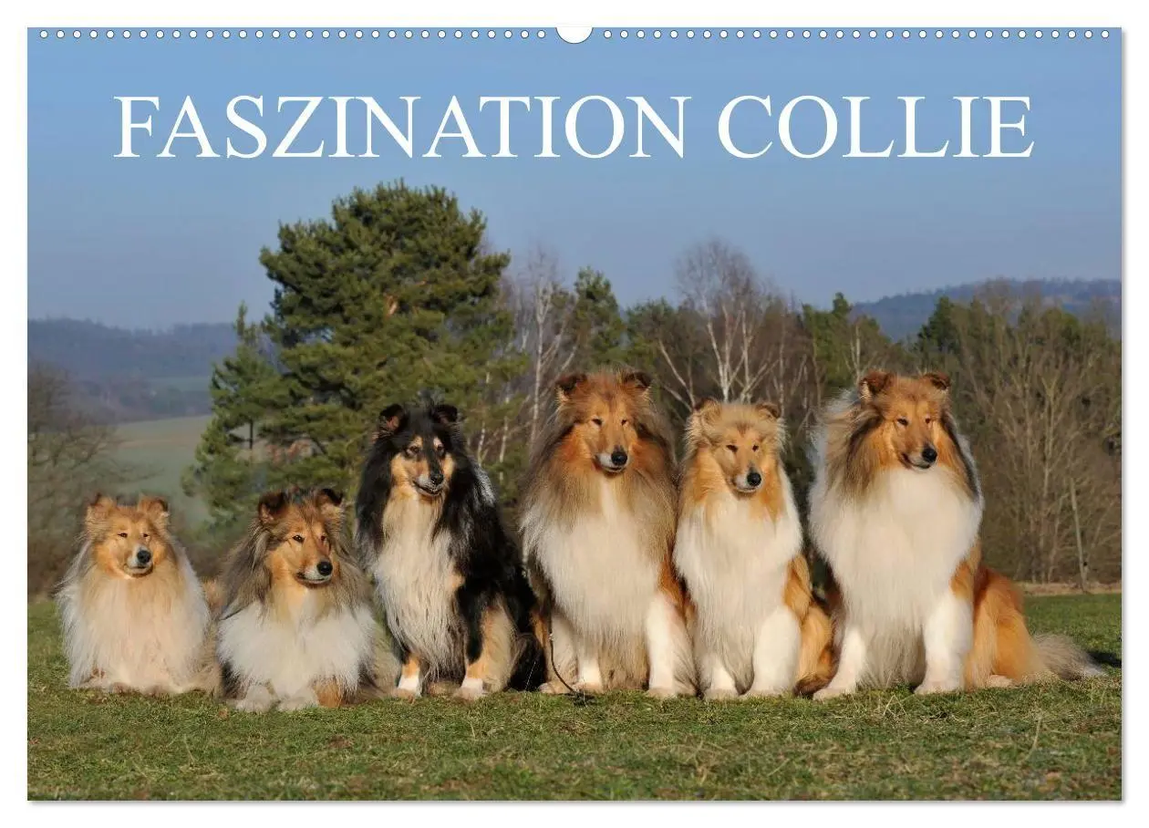 Cover: 9783594183267 | Faszination Collie 2027 (Wandkalender 2027 DIN A2 quer), CALVENDO...