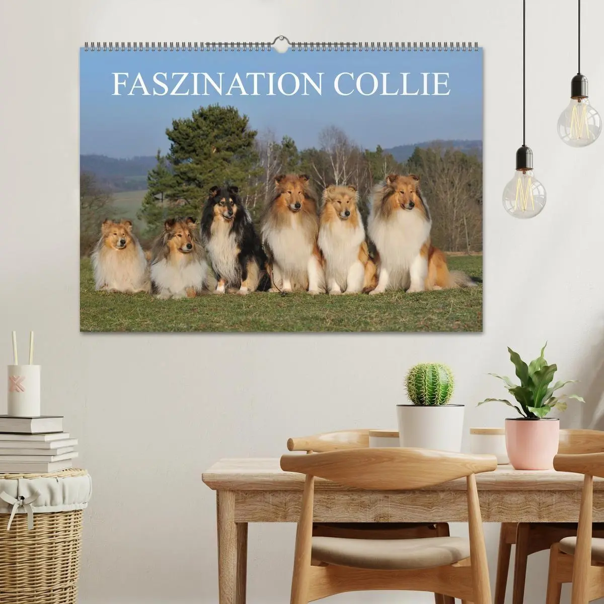 Bild: 9783594183267 | Faszination Collie 2027 (Wandkalender 2027 DIN A2 quer), CALVENDO...