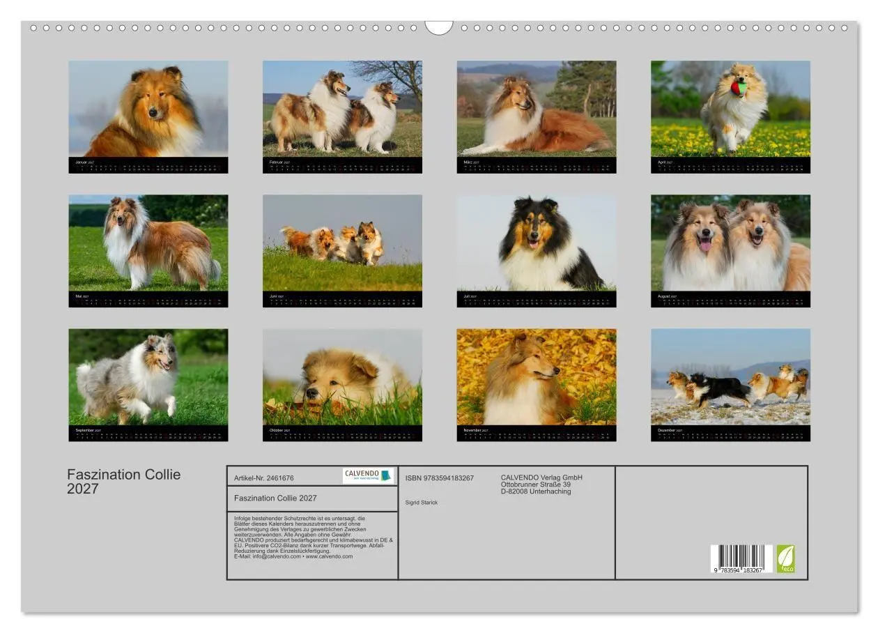 Bild: 9783594183267 | Faszination Collie 2027 (Wandkalender 2027 DIN A2 quer), CALVENDO...