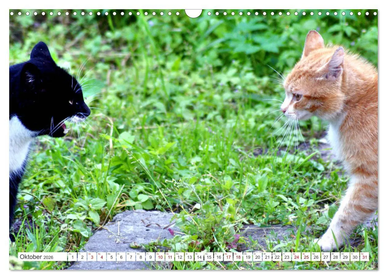 Bild: 9783457623367 | Katzen in Cranz (Wandkalender 2026 DIN A3 quer), CALVENDO...