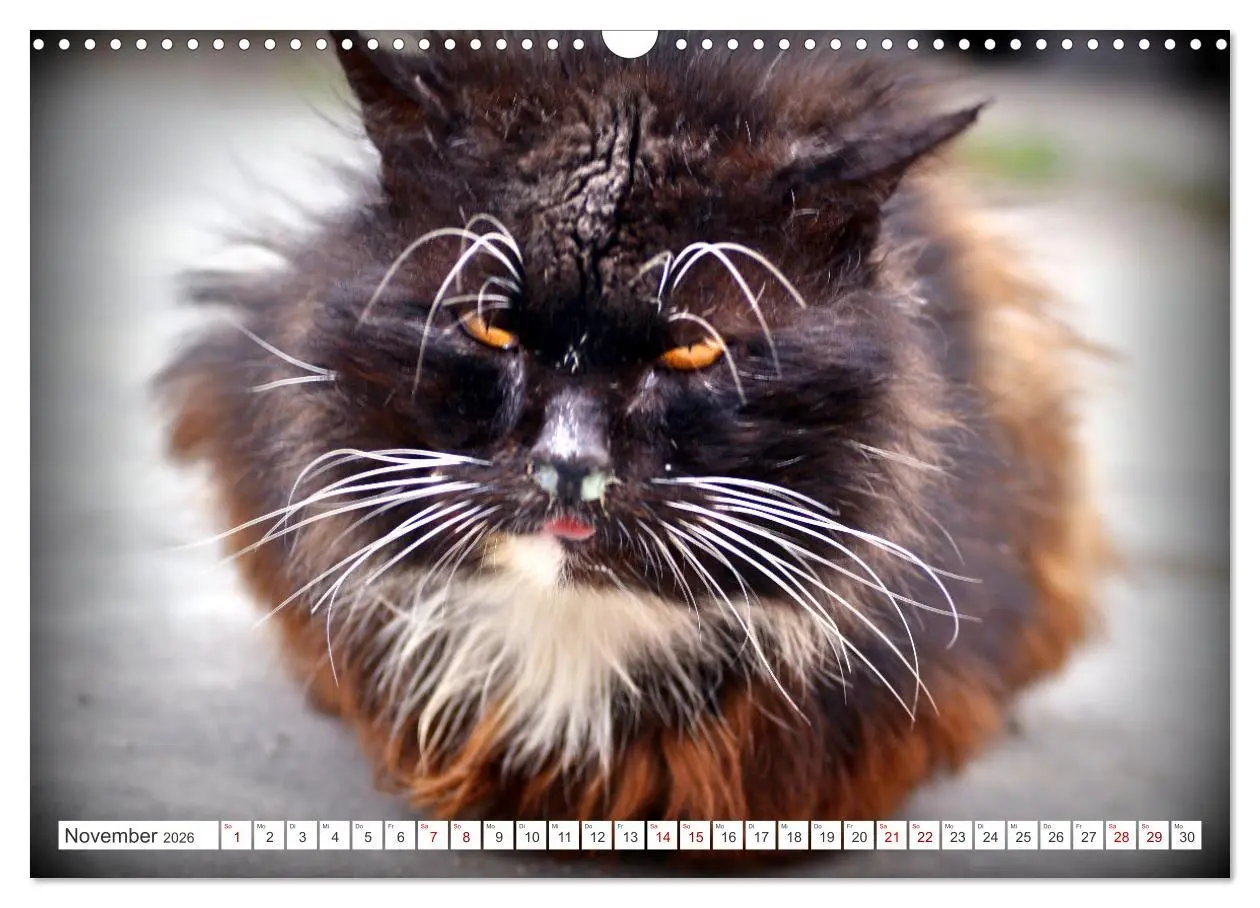 Bild: 9783457623367 | Katzen in Cranz (Wandkalender 2026 DIN A3 quer), CALVENDO...