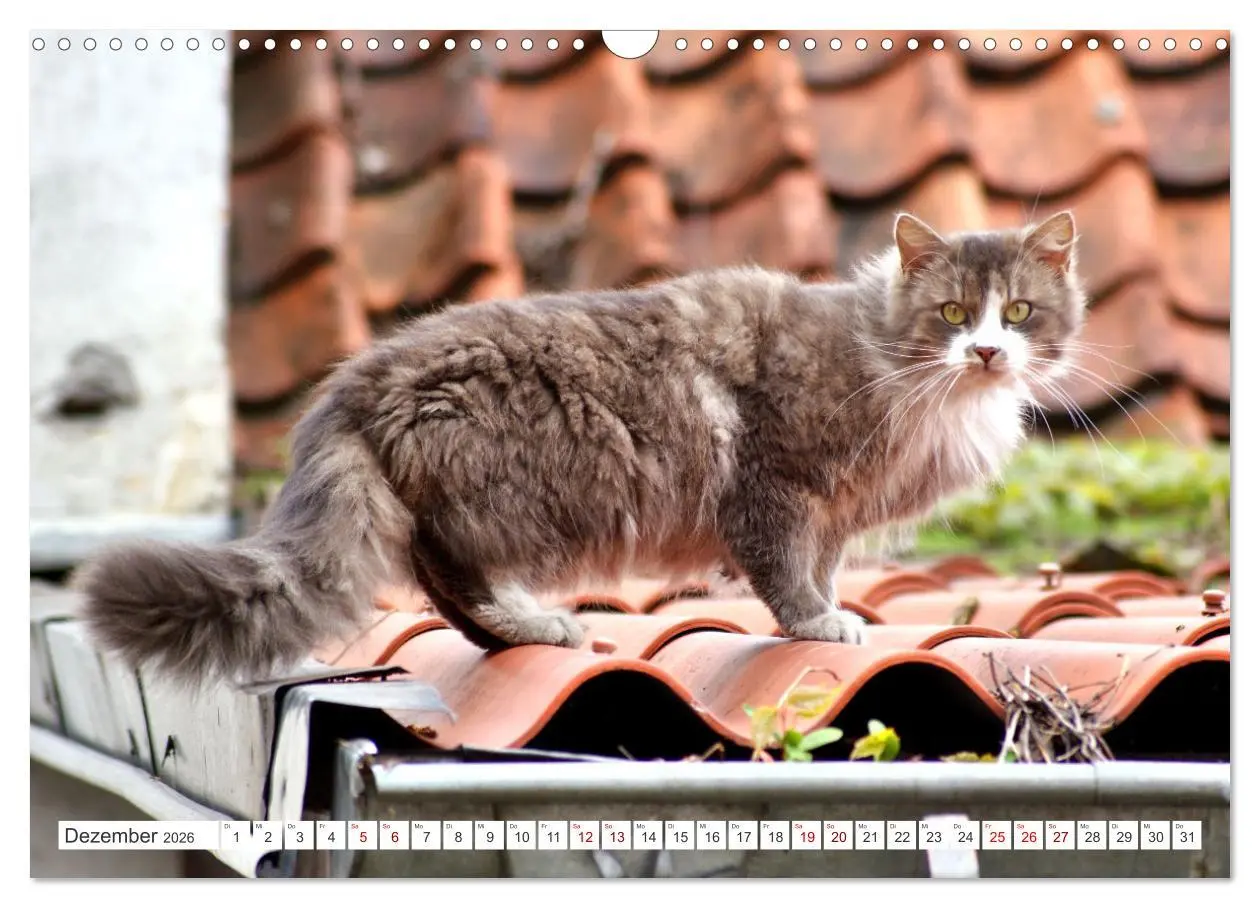 Bild: 9783457623367 | Katzen in Cranz (Wandkalender 2026 DIN A3 quer), CALVENDO...