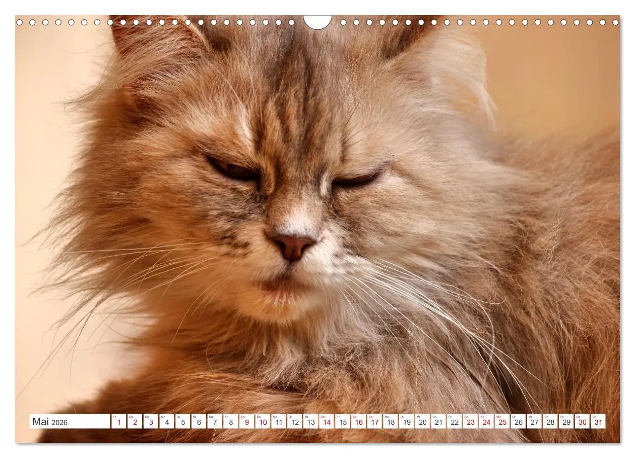 Bild: 9783457623367 | Katzen in Cranz (Wandkalender 2026 DIN A3 quer), CALVENDO...