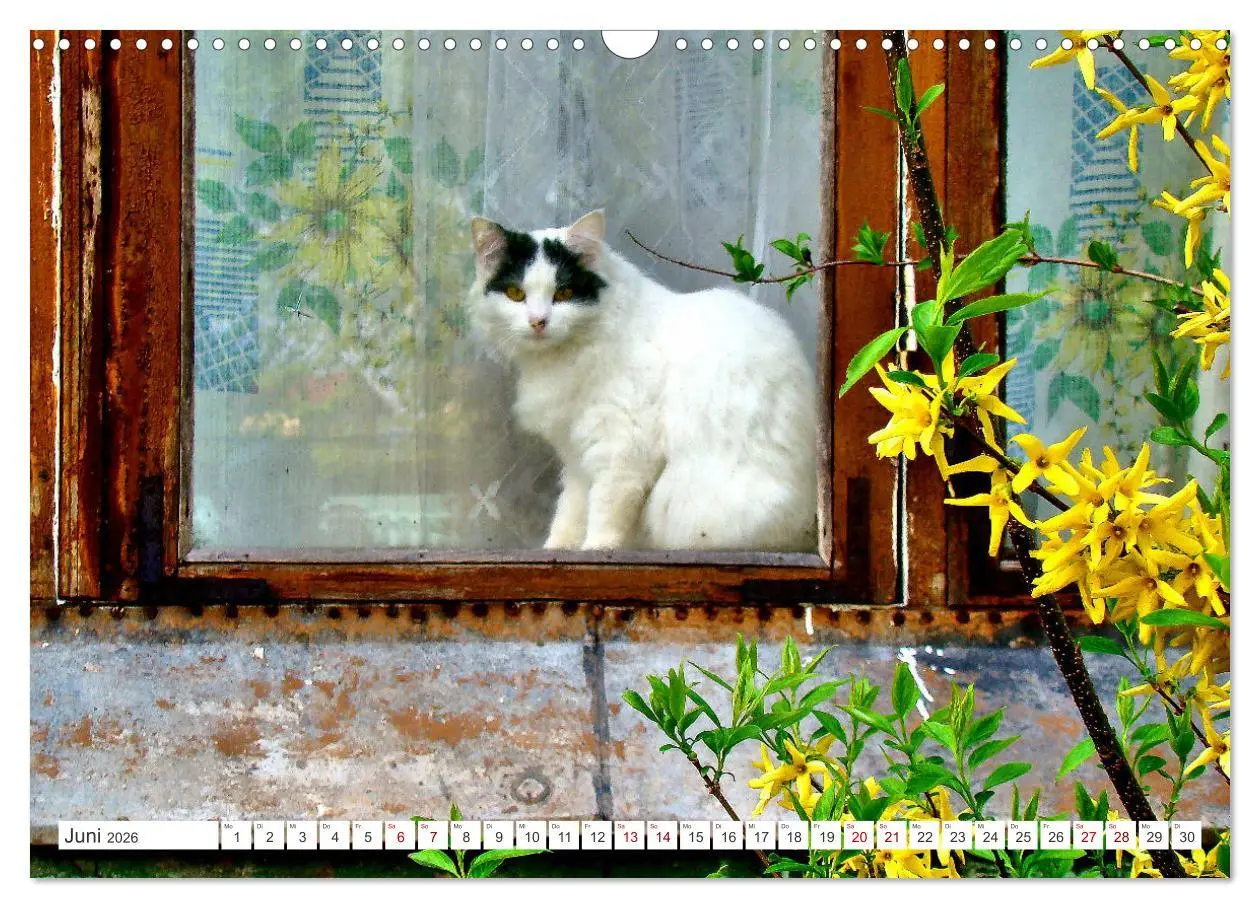 Bild: 9783457623367 | Katzen in Cranz (Wandkalender 2026 DIN A3 quer), CALVENDO...