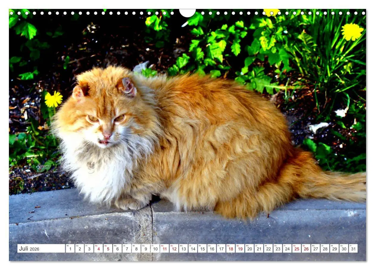 Bild: 9783457623367 | Katzen in Cranz (Wandkalender 2026 DIN A3 quer), CALVENDO...