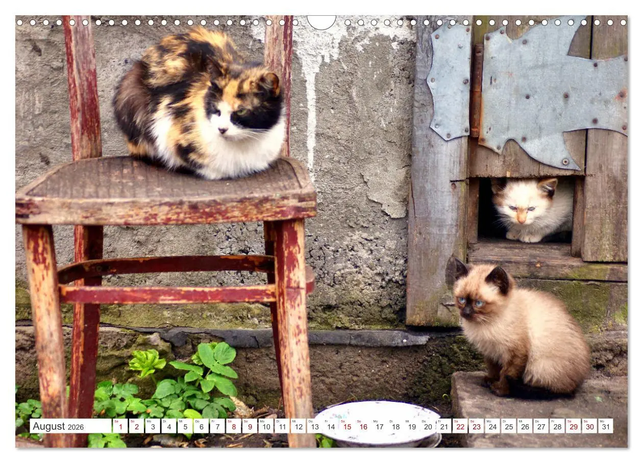 Bild: 9783457623367 | Katzen in Cranz (Wandkalender 2026 DIN A3 quer), CALVENDO...