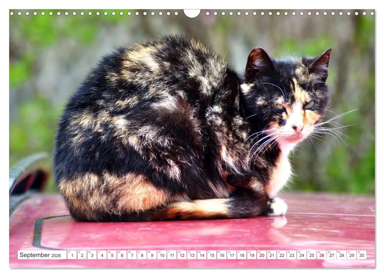 Bild: 9783457623367 | Katzen in Cranz (Wandkalender 2026 DIN A3 quer), CALVENDO...