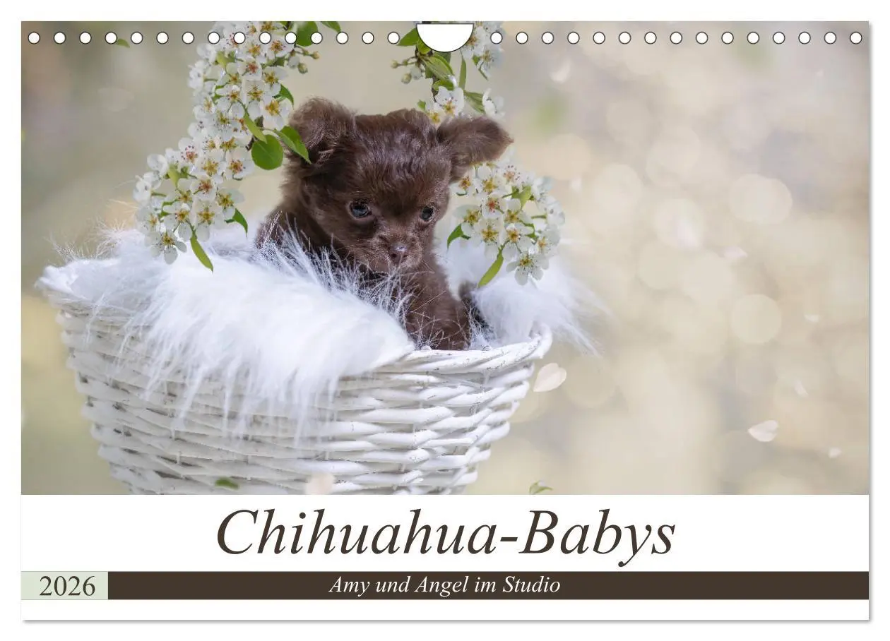 Cover: 9783457933367 | Chihuahua-Babys - Amy und Angel im Studio (Wandkalender 2026 DIN A4...