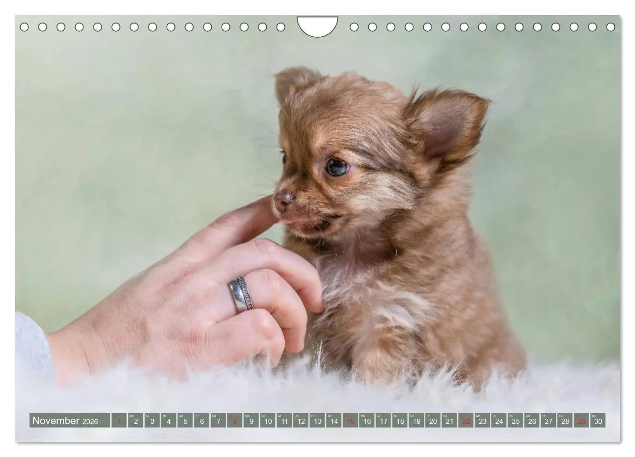 Bild: 9783457933367 | Chihuahua-Babys - Amy und Angel im Studio (Wandkalender 2026 DIN A4...