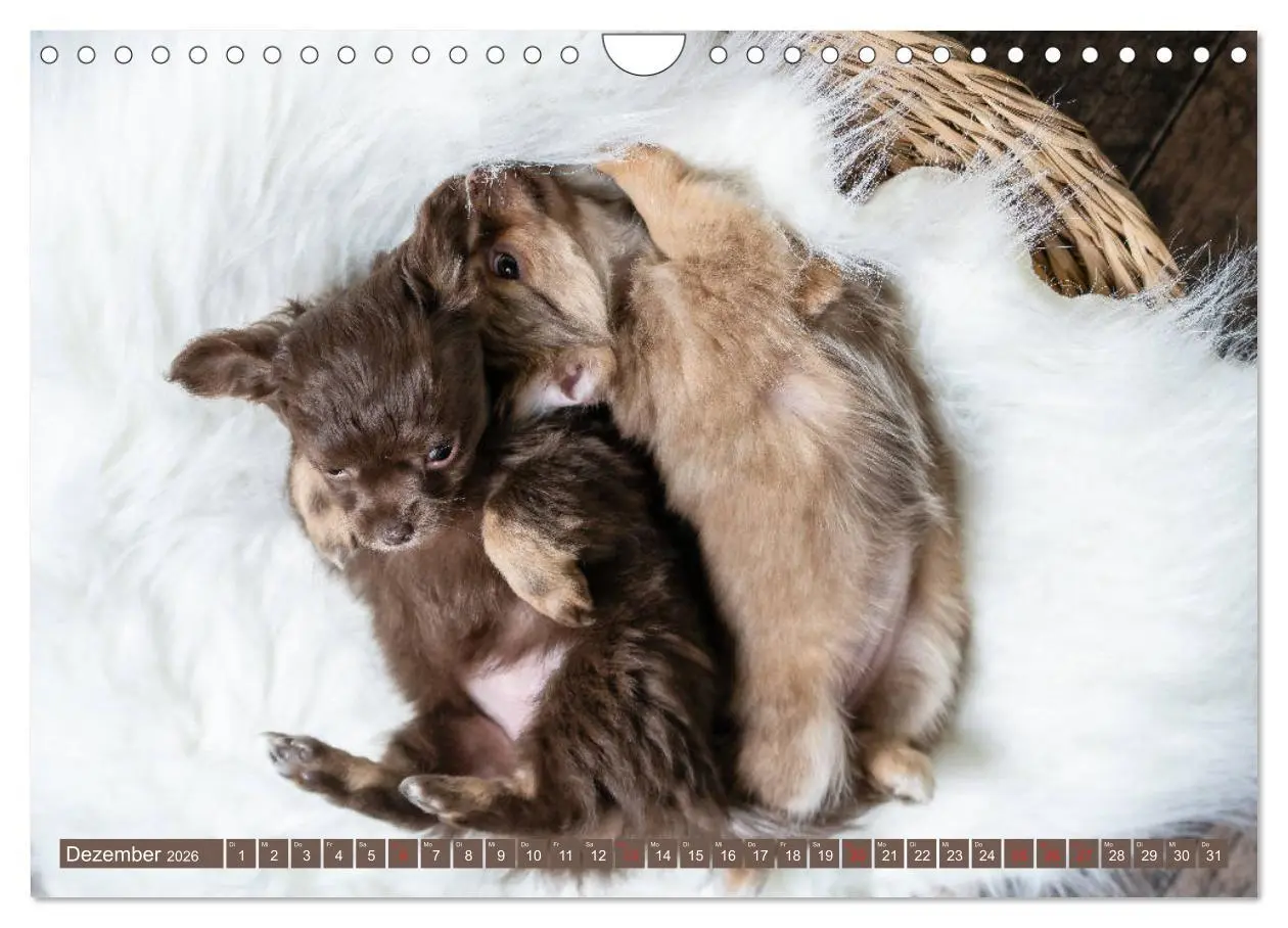 Bild: 9783457933367 | Chihuahua-Babys - Amy und Angel im Studio (Wandkalender 2026 DIN A4...