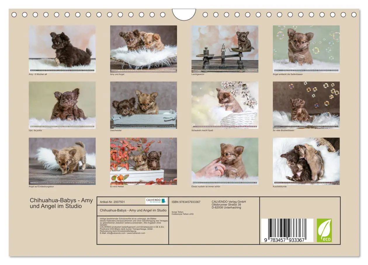 Bild: 9783457933367 | Chihuahua-Babys - Amy und Angel im Studio (Wandkalender 2026 DIN A4...