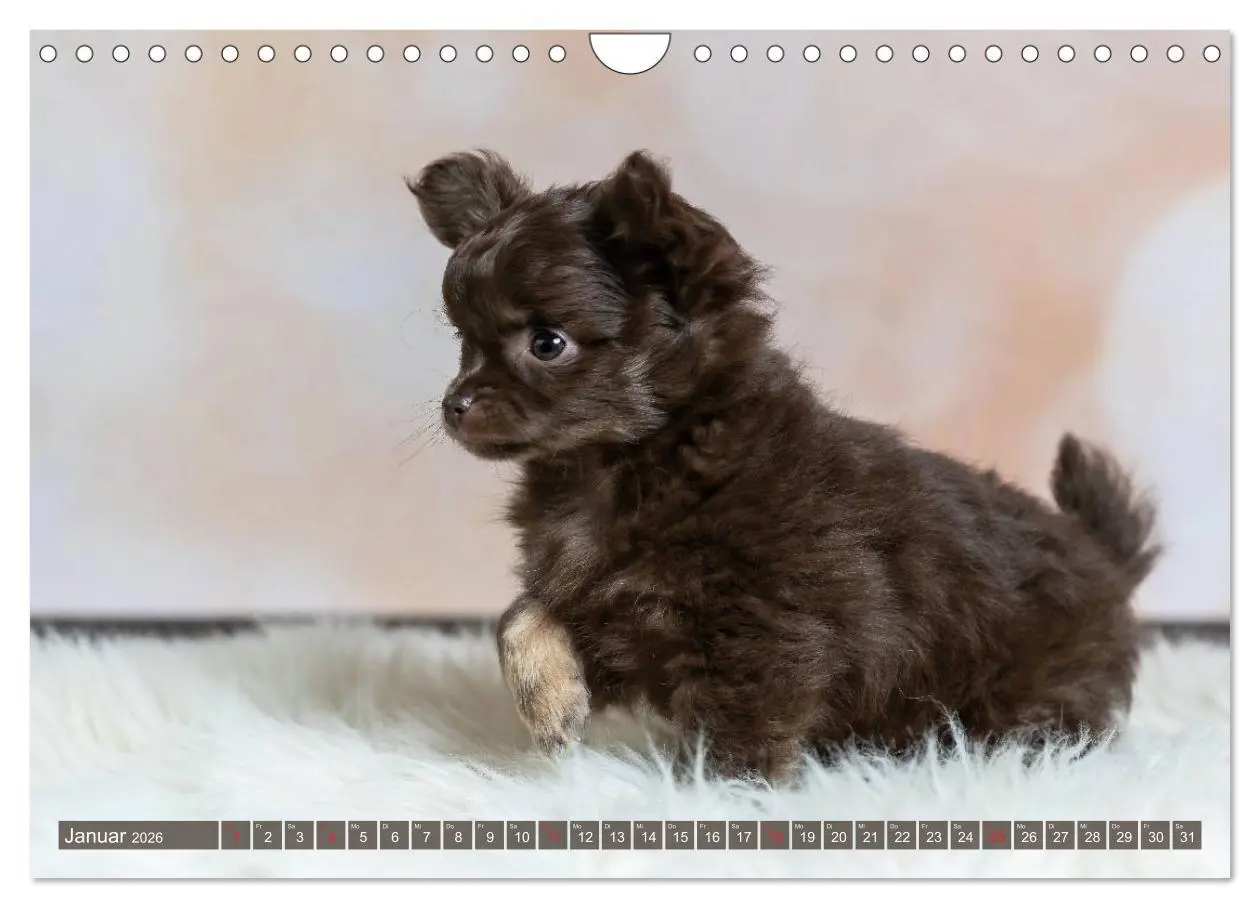 Bild: 9783457933367 | Chihuahua-Babys - Amy und Angel im Studio (Wandkalender 2026 DIN A4...