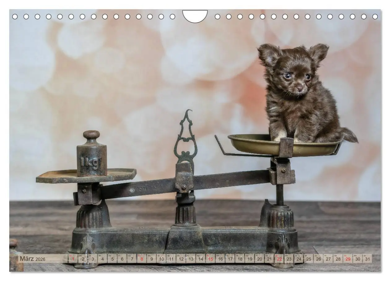 Bild: 9783457933367 | Chihuahua-Babys - Amy und Angel im Studio (Wandkalender 2026 DIN A4...