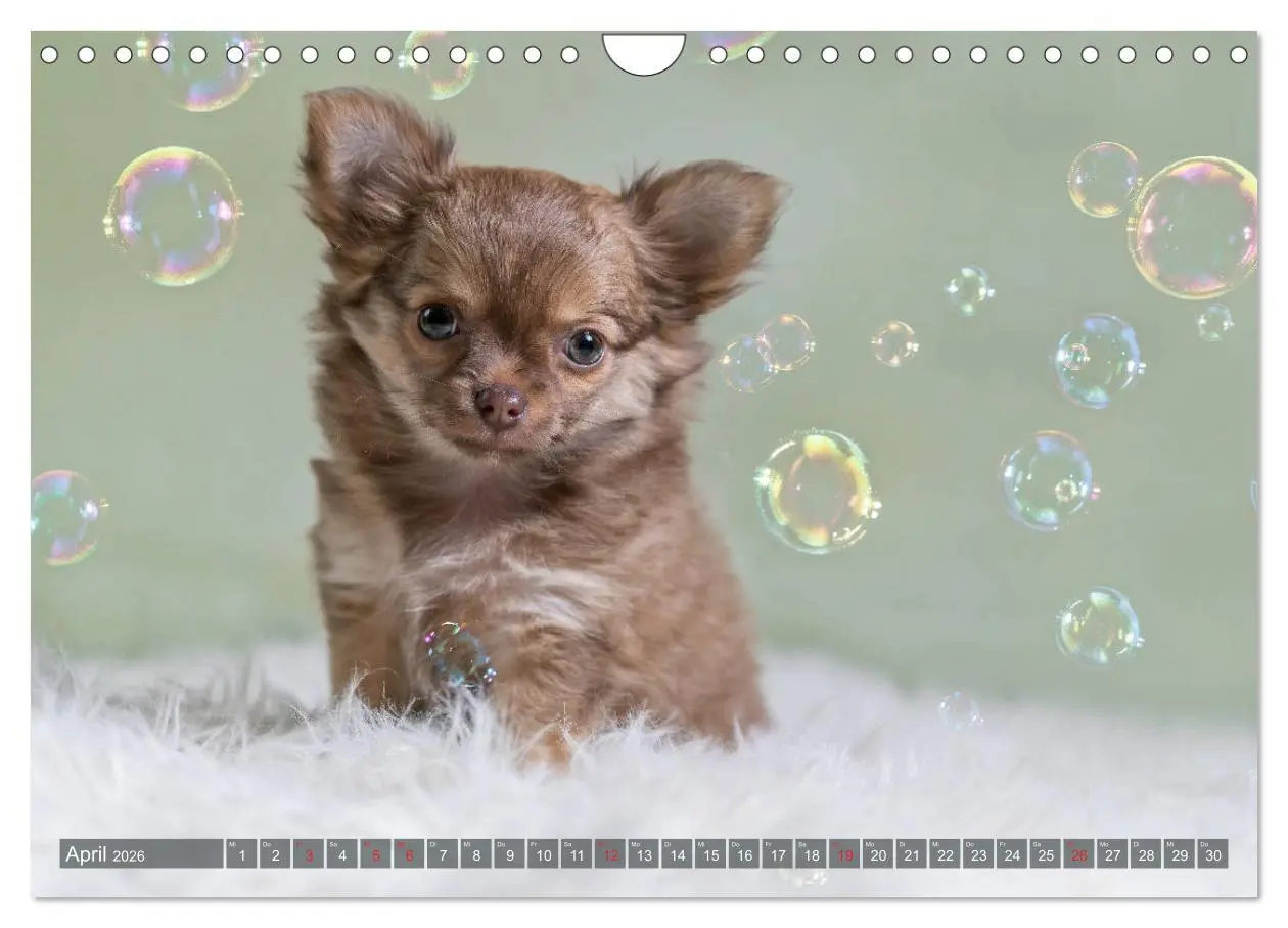 Bild: 9783457933367 | Chihuahua-Babys - Amy und Angel im Studio (Wandkalender 2026 DIN A4...