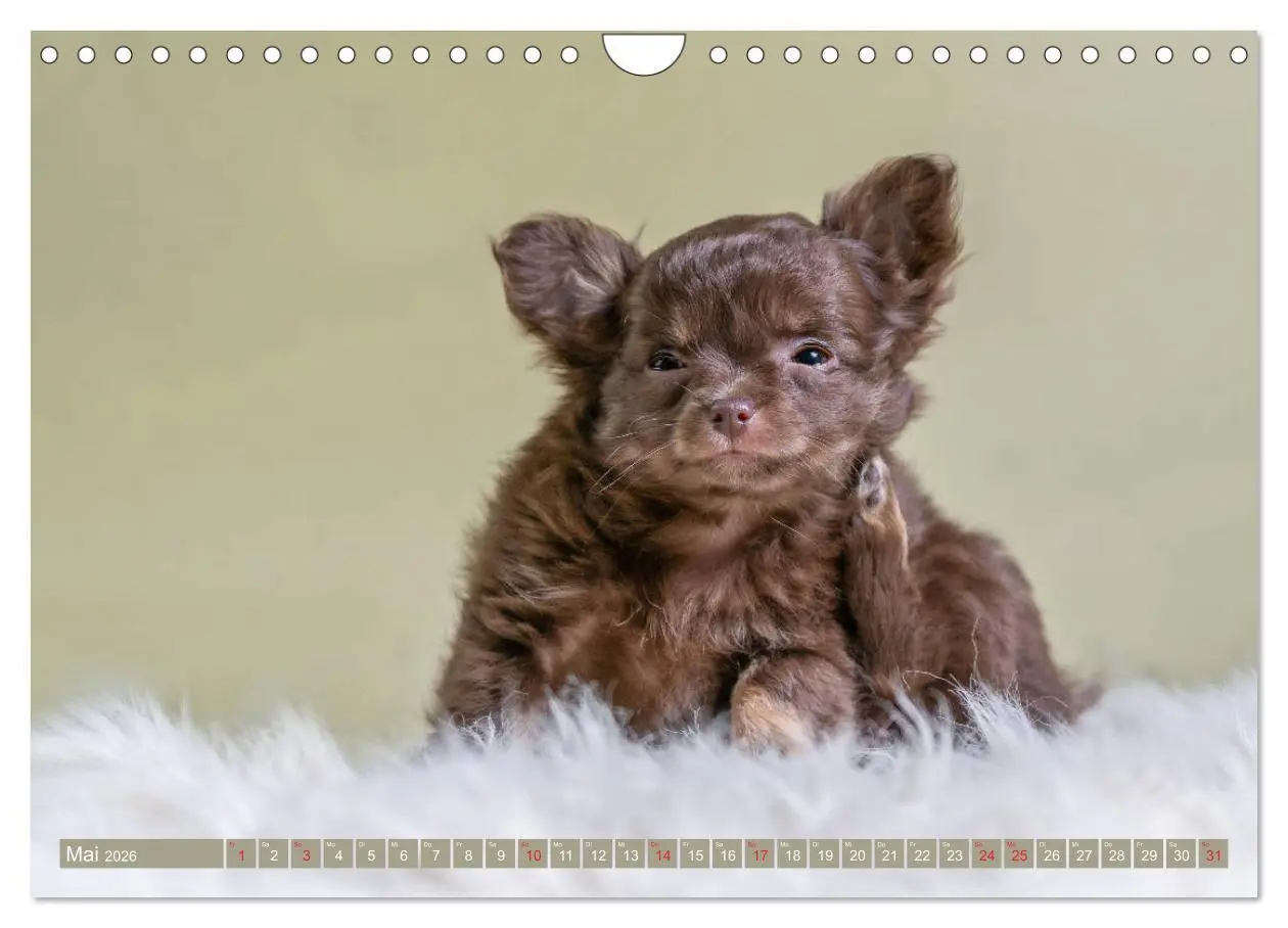 Bild: 9783457933367 | Chihuahua-Babys - Amy und Angel im Studio (Wandkalender 2026 DIN A4...