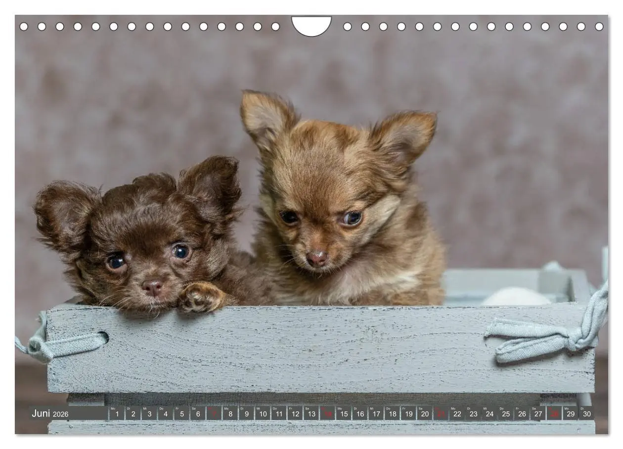 Bild: 9783457933367 | Chihuahua-Babys - Amy und Angel im Studio (Wandkalender 2026 DIN A4...