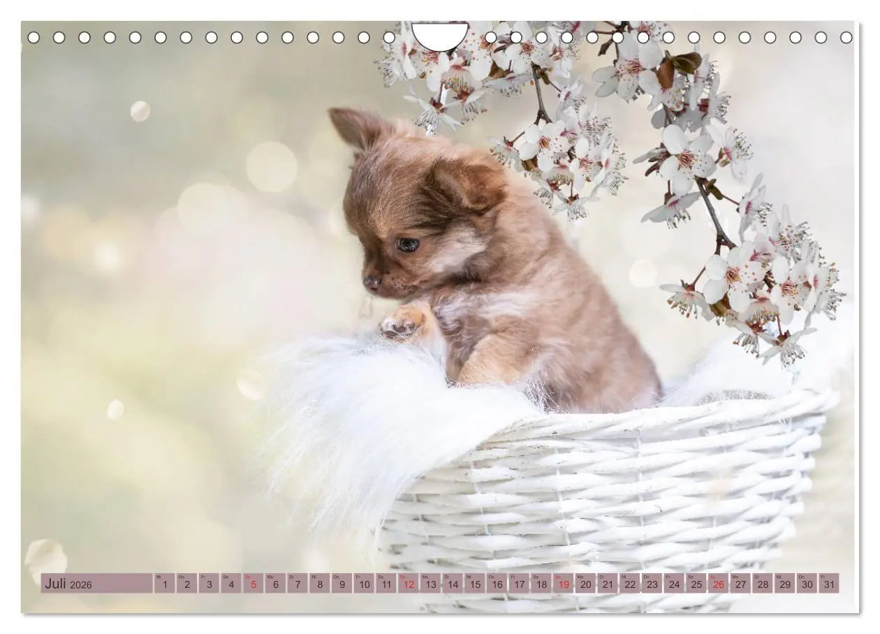 Bild: 9783457933367 | Chihuahua-Babys - Amy und Angel im Studio (Wandkalender 2026 DIN A4...