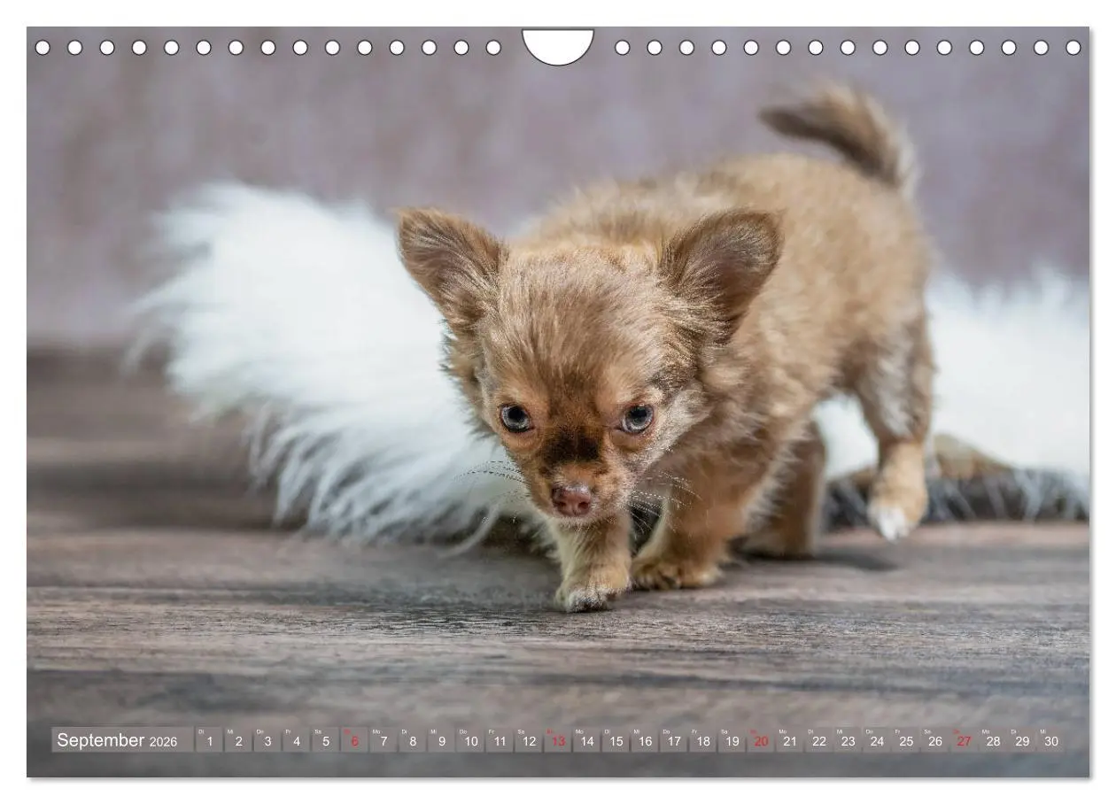 Bild: 9783457933367 | Chihuahua-Babys - Amy und Angel im Studio (Wandkalender 2026 DIN A4...
