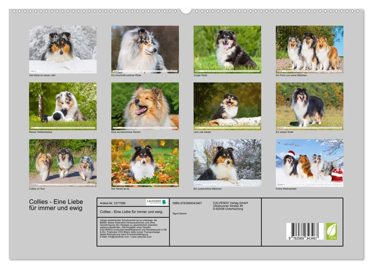 Bild: 9783569343467 | Collies - Eine Liebe für immer und ewig (hochwertiger Premium...