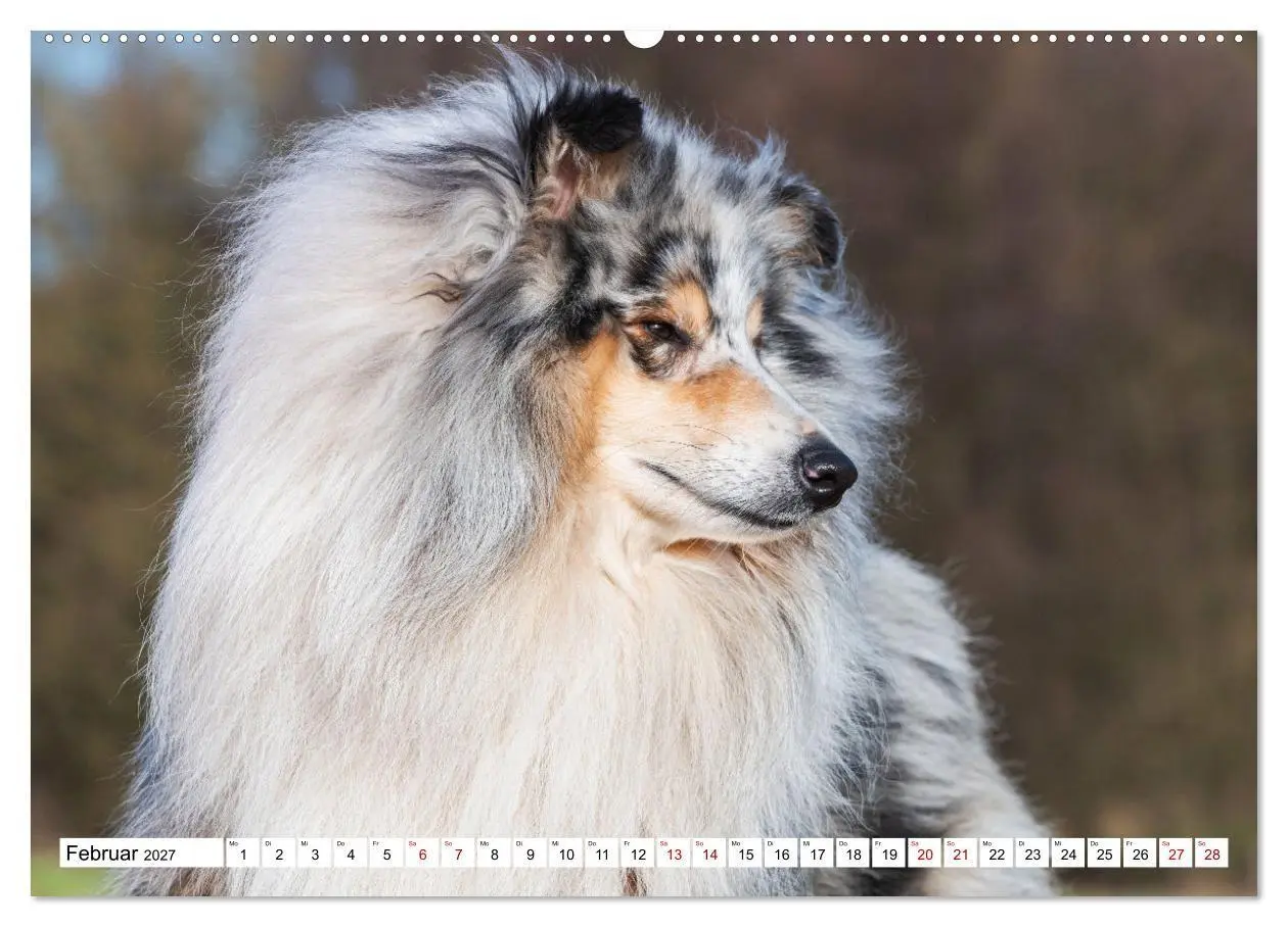 Bild: 9783569343467 | Collies - Eine Liebe für immer und ewig (hochwertiger Premium...
