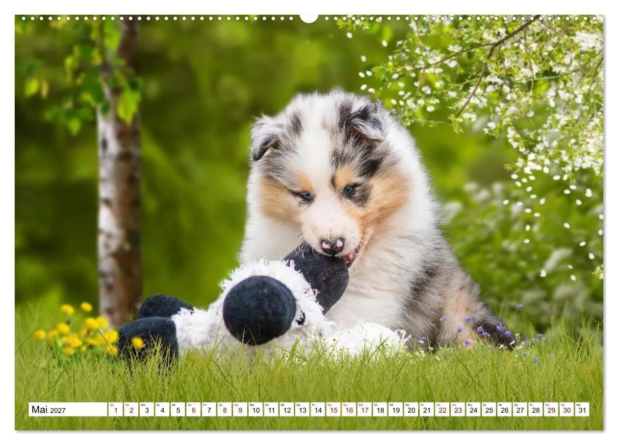 Bild: 9783569343467 | Collies - Eine Liebe für immer und ewig (hochwertiger Premium...