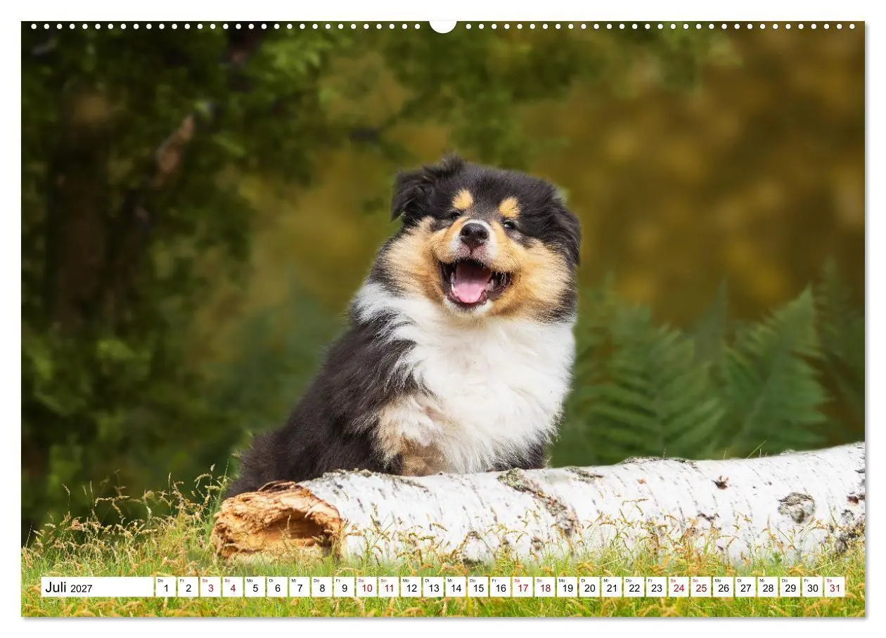 Bild: 9783569343467 | Collies - Eine Liebe für immer und ewig (hochwertiger Premium...