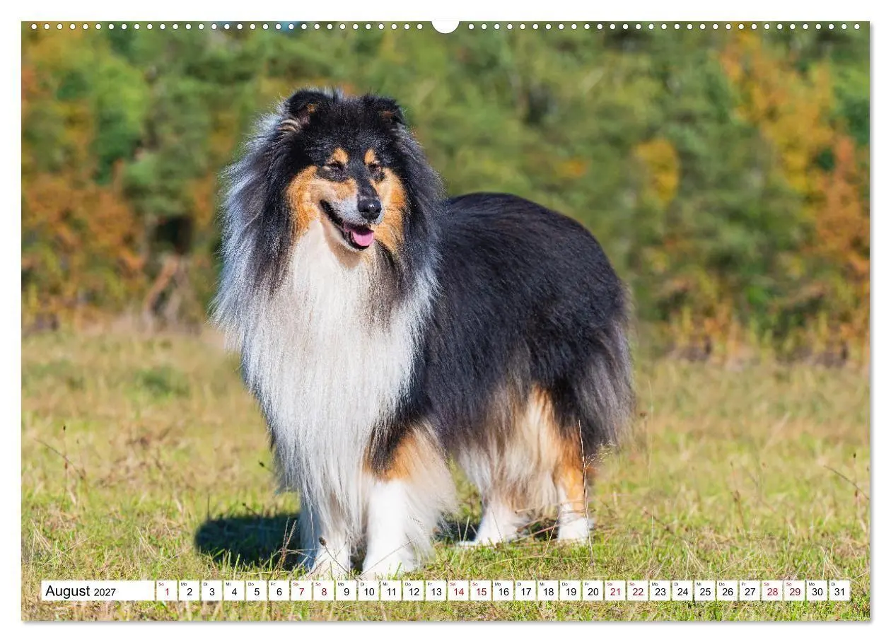Bild: 9783569343467 | Collies - Eine Liebe für immer und ewig (hochwertiger Premium...