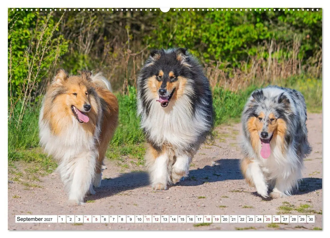 Bild: 9783569343467 | Collies - Eine Liebe für immer und ewig (hochwertiger Premium...