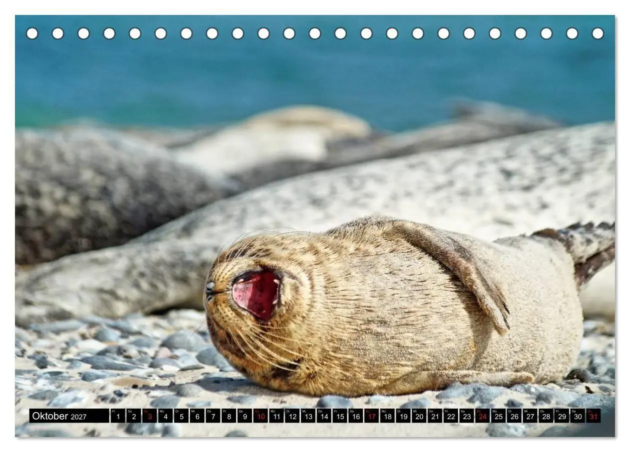 Bild: 9783569893467 | Robben an der Nordsee (Tischkalender 2027 DIN A5 quer), CALVENDO...