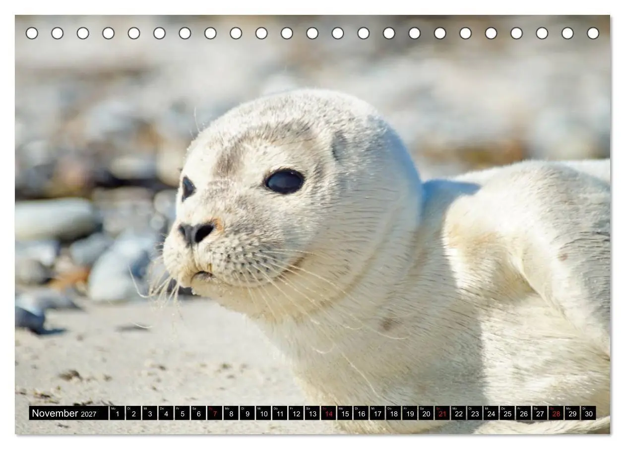 Bild: 9783569893467 | Robben an der Nordsee (Tischkalender 2027 DIN A5 quer), CALVENDO...