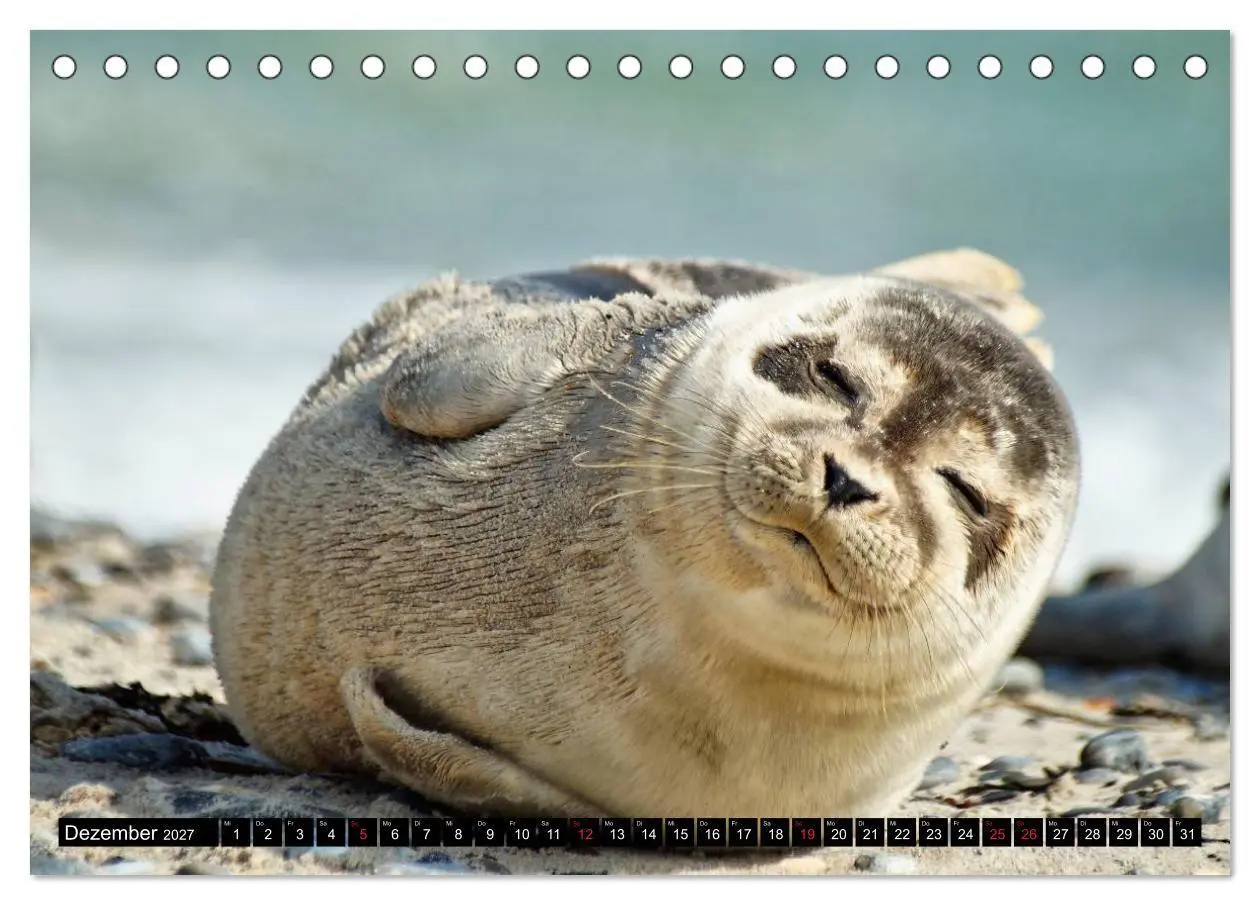 Bild: 9783569893467 | Robben an der Nordsee (Tischkalender 2027 DIN A5 quer), CALVENDO...