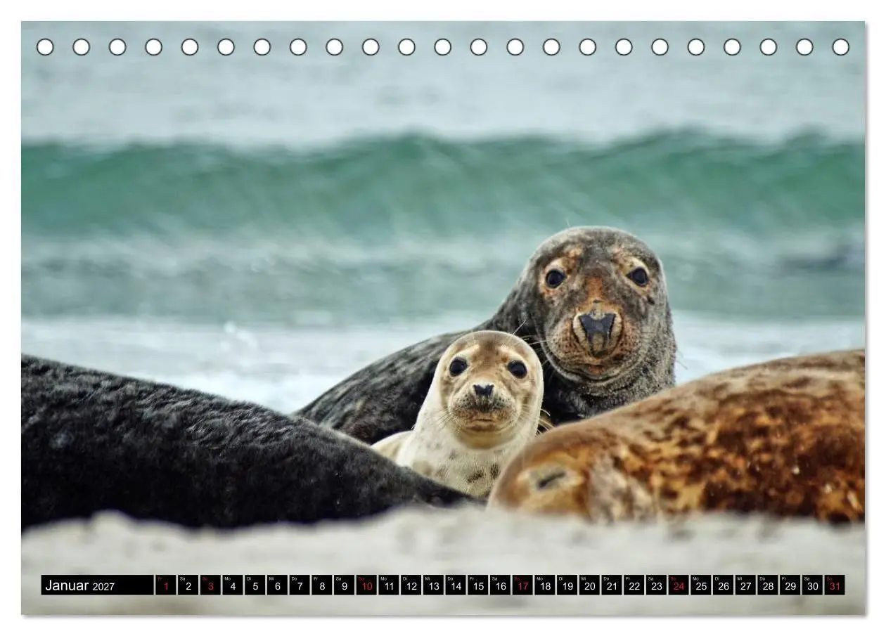 Bild: 9783569893467 | Robben an der Nordsee (Tischkalender 2027 DIN A5 quer), CALVENDO...