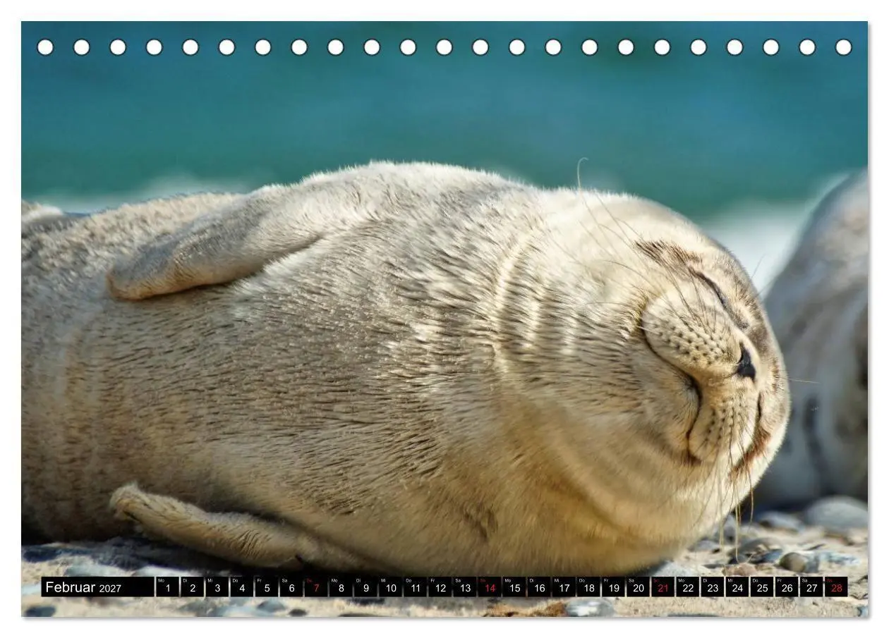 Bild: 9783569893467 | Robben an der Nordsee (Tischkalender 2027 DIN A5 quer), CALVENDO...