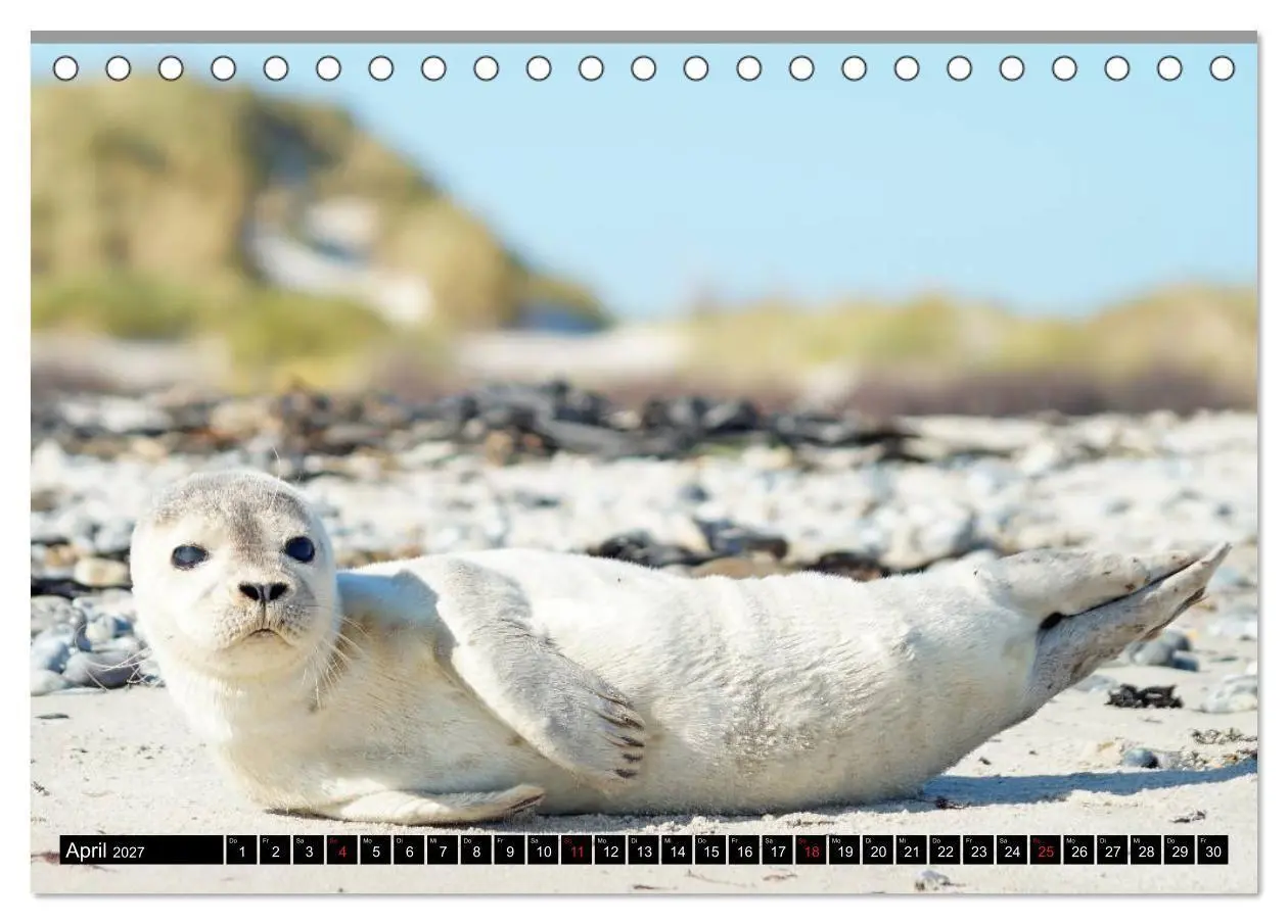 Bild: 9783569893467 | Robben an der Nordsee (Tischkalender 2027 DIN A5 quer), CALVENDO...