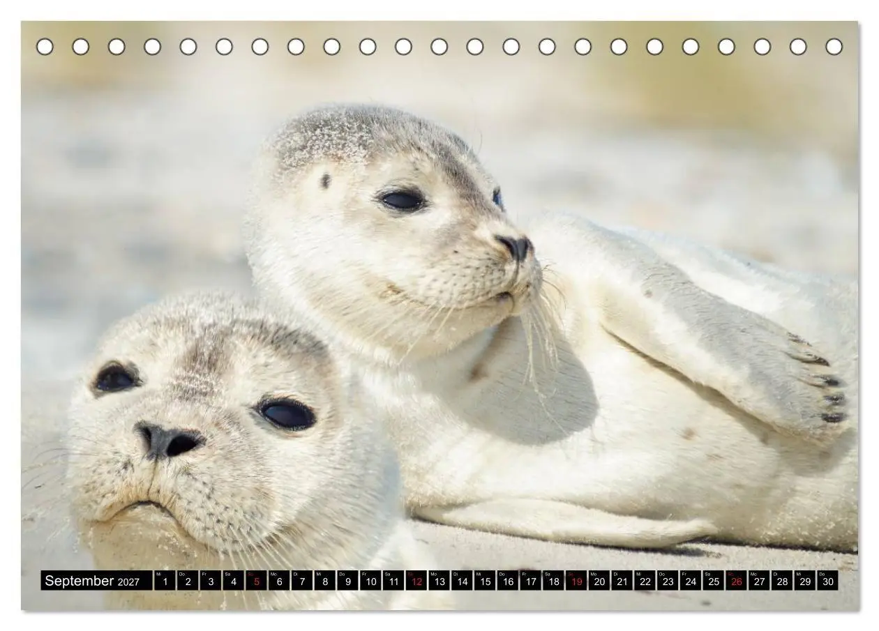 Bild: 9783569893467 | Robben an der Nordsee (Tischkalender 2027 DIN A5 quer), CALVENDO...