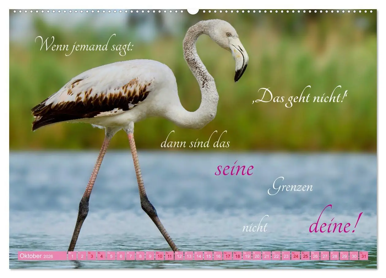 Bild: 9783457393567 | The Power Of Pink (Wandkalender 2026 DIN A2 quer), CALVENDO...