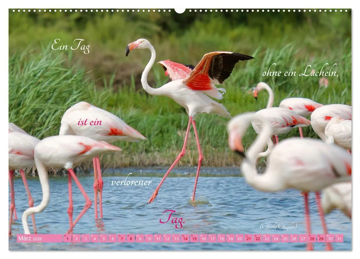 Bild: 9783457393567 | The Power Of Pink (Wandkalender 2026 DIN A2 quer), CALVENDO...