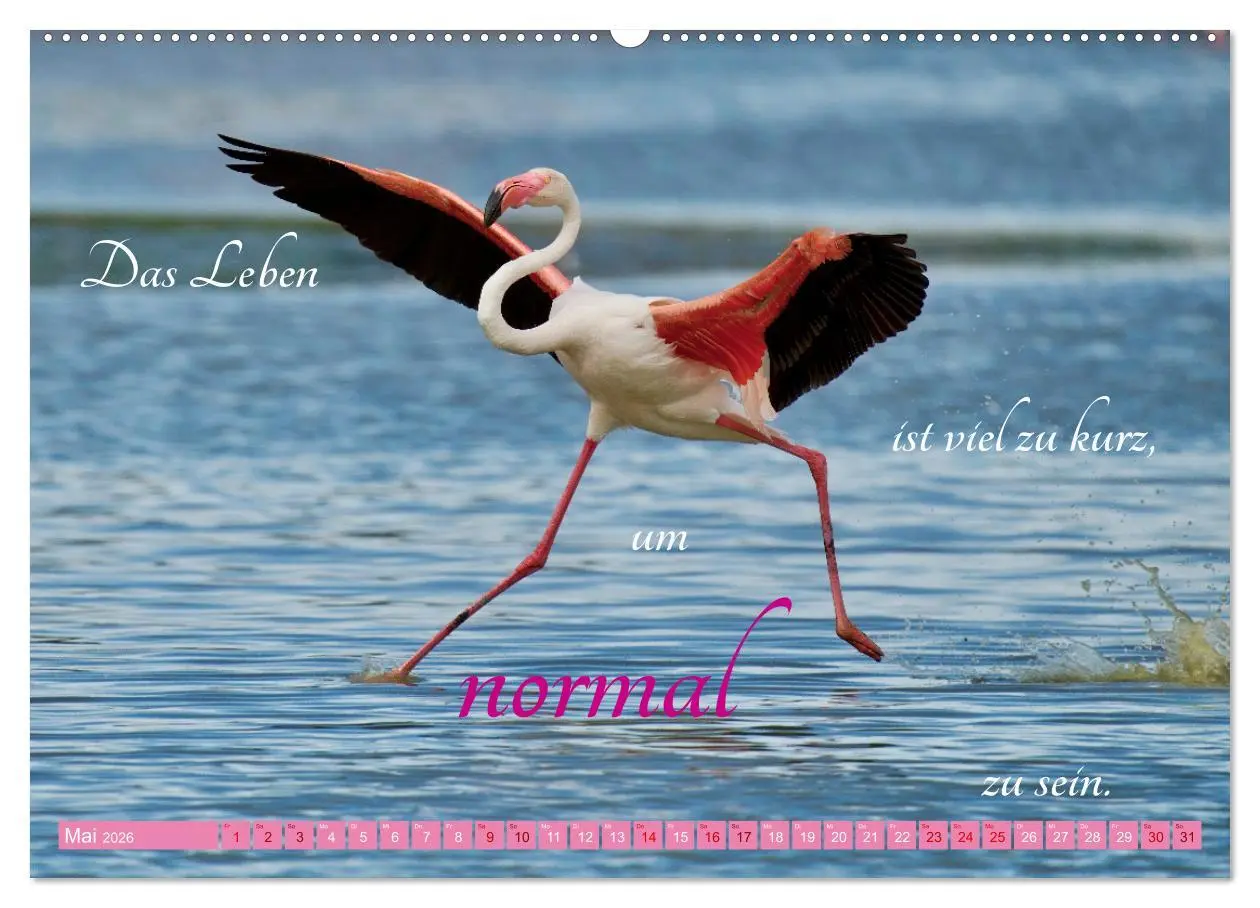 Bild: 9783457393567 | The Power Of Pink (Wandkalender 2026 DIN A2 quer), CALVENDO...