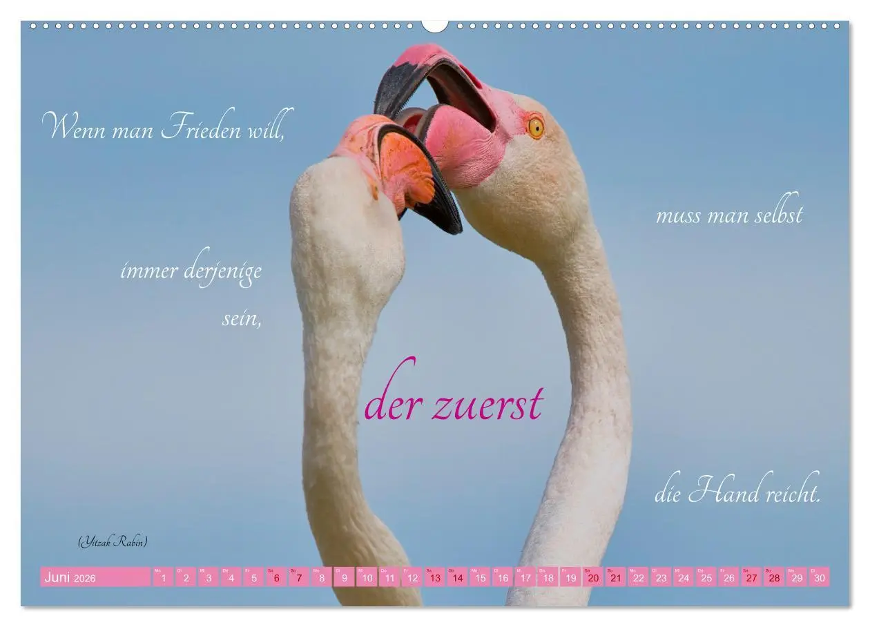 Bild: 9783457393567 | The Power Of Pink (Wandkalender 2026 DIN A2 quer), CALVENDO...