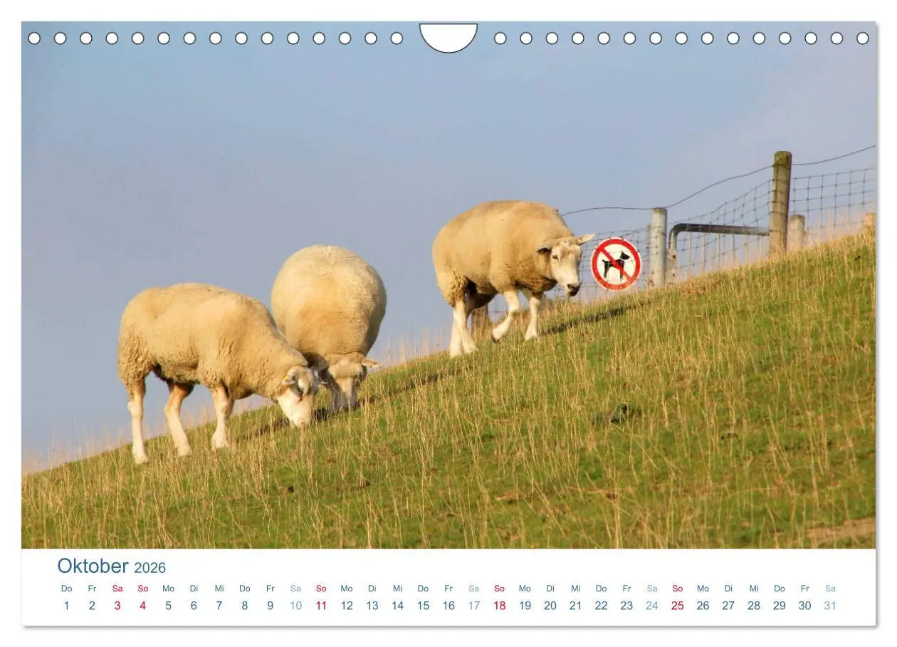 Bild: 9783516093667 | Schafe am Deich 2026. Tierische Impressionen von der Nordseeküste...