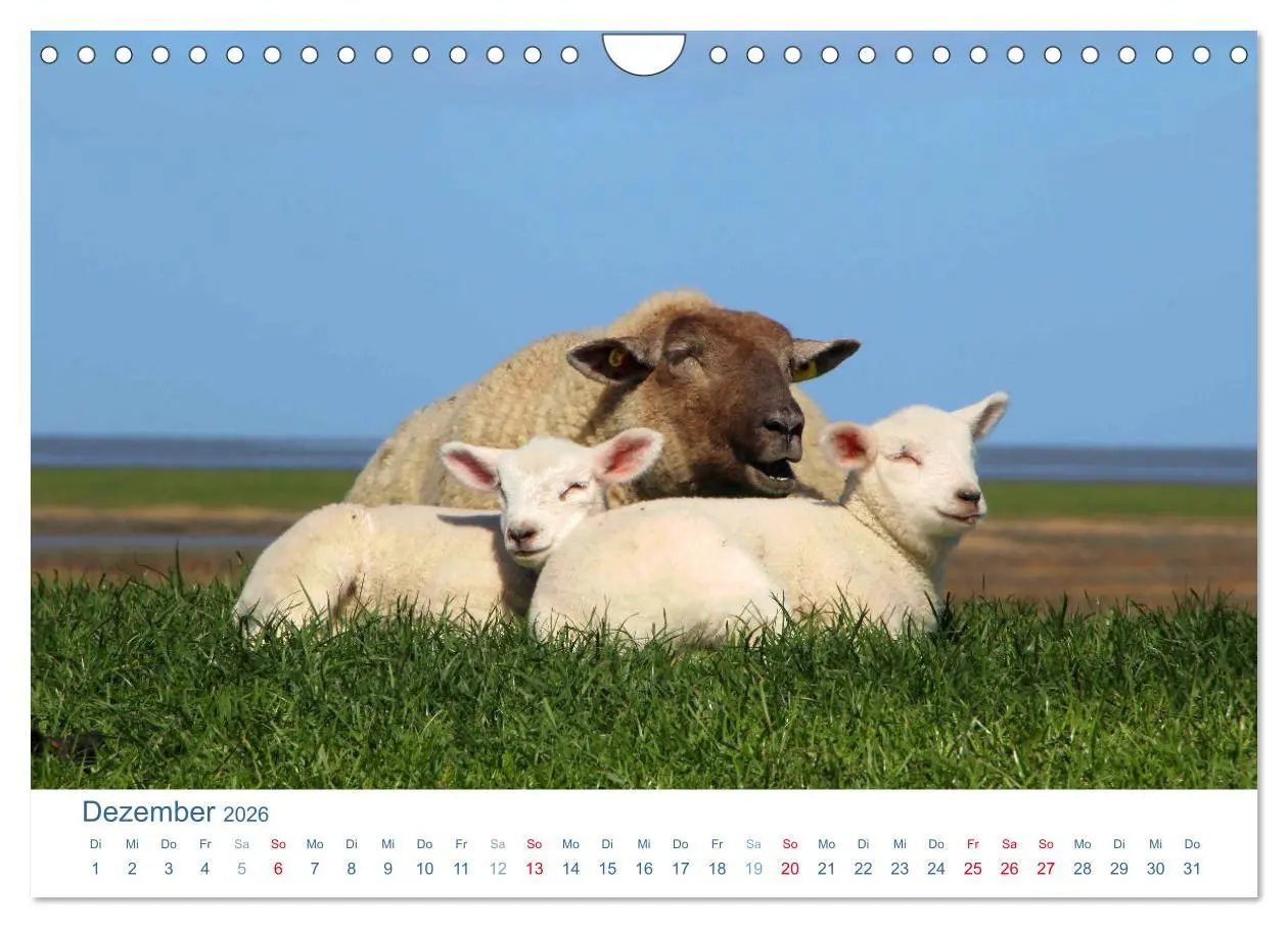 Bild: 9783516093667 | Schafe am Deich 2026. Tierische Impressionen von der Nordseeküste...