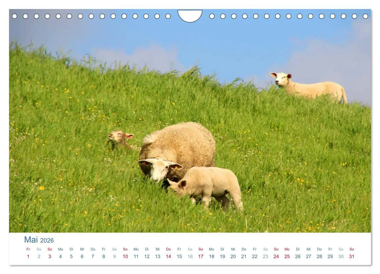 Bild: 9783516093667 | Schafe am Deich 2026. Tierische Impressionen von der Nordseeküste...