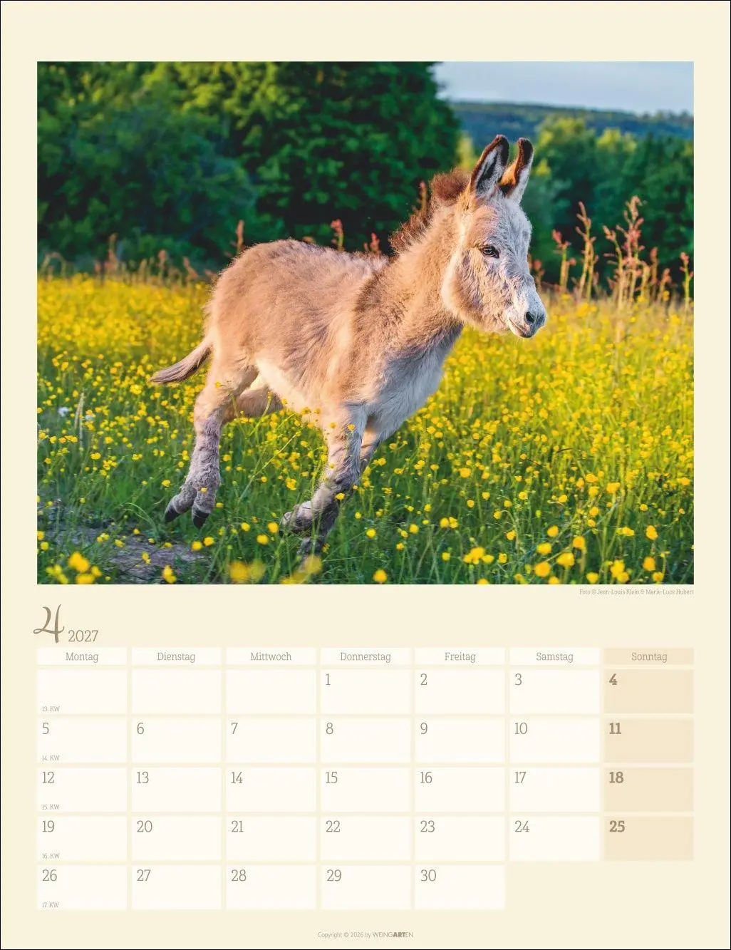 Bild: 9783839903667 | Esel Kalender 2027 | Marie-Luce Hubert | Kalender | Spiralbindung