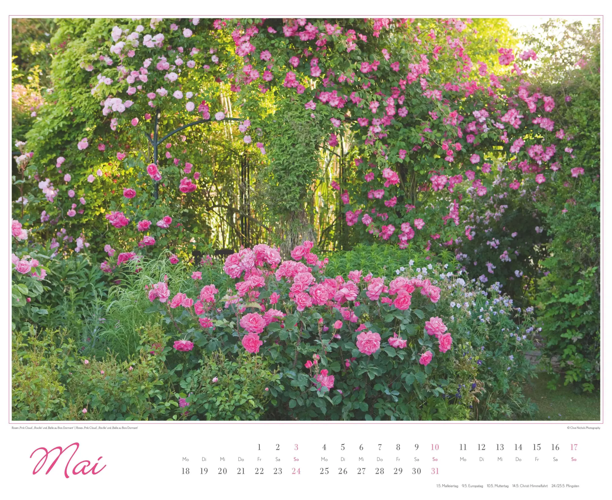 Bild: 4069095003767 | Im Rosengarten 2026 DUMONT Garten-Kal. Querformat 52 x 42,5 | Kalender
