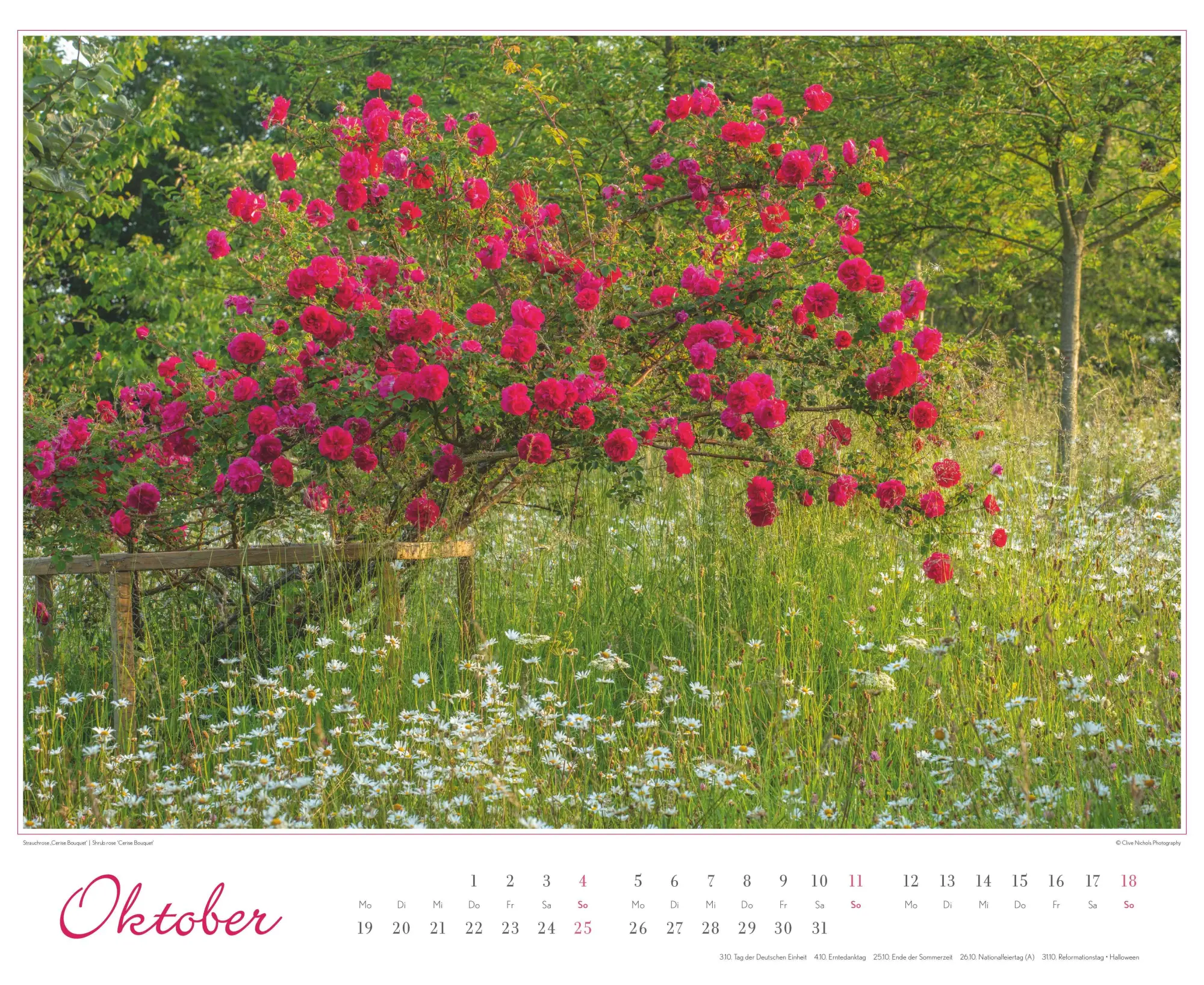 Bild: 4069095003767 | Im Rosengarten 2026 DUMONT Garten-Kal. Querformat 52 x 42,5 | Kalender