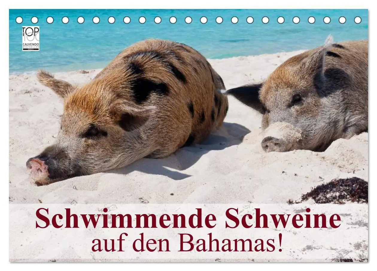 Cover: 9783516223767 | Schwimmende Schweine auf den Bahamas! (Tischkalender 2026 DIN A5...