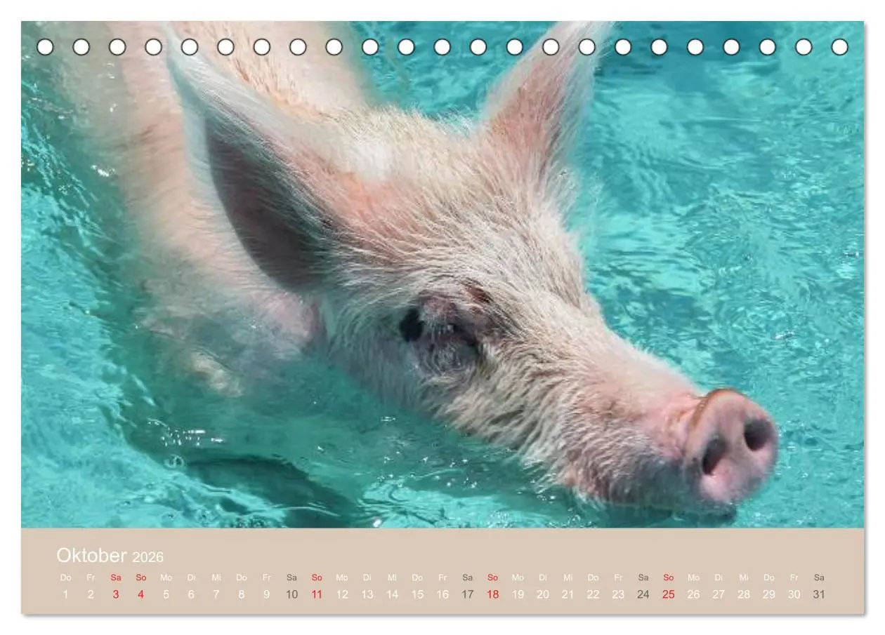 Bild: 9783516223767 | Schwimmende Schweine auf den Bahamas! (Tischkalender 2026 DIN A5...